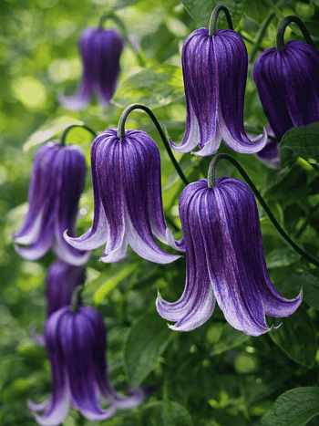 Клематис Rooguchi