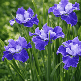 Ирис сибирский  Regency Belle
