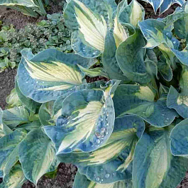 Хоста Golden Meadows