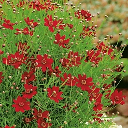 Кореопсис Ruby Red
