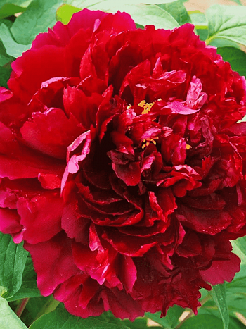 Пион Древовидный Red