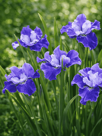 Ирис сибирский  Regency Belle