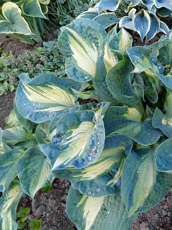 Хоста Golden Meadows