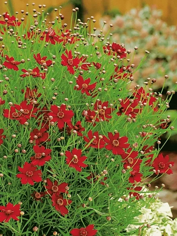 Кореопсис Ruby Red