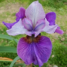 Ирис сибирский Лайт ов Харт