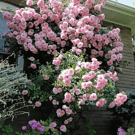 Роза Плетистая John Davis