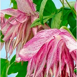 Клематис Pink Surprise