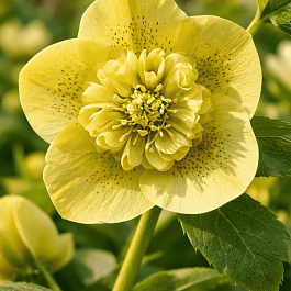 Морозник восточный Yellow