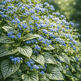 Бруннера крупнолистная