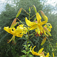 Лилия Citronella