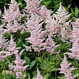 Астильба японская Europa