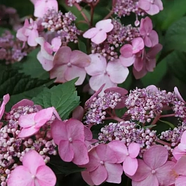 Гортензия крупнолистная Twist-n-Shout