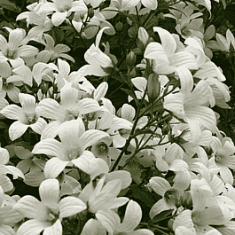 Колокольчик молочноцветковый Accendon Pearl