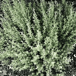 Тимьян лимоннопахнущий Orange