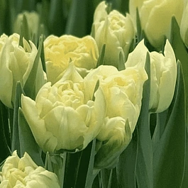 Тюльпан триумф Verona