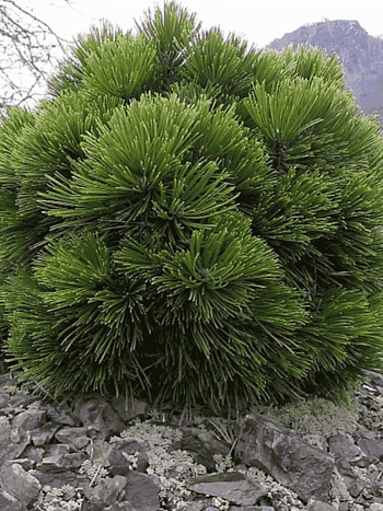 Сосна белокорая Smidtii