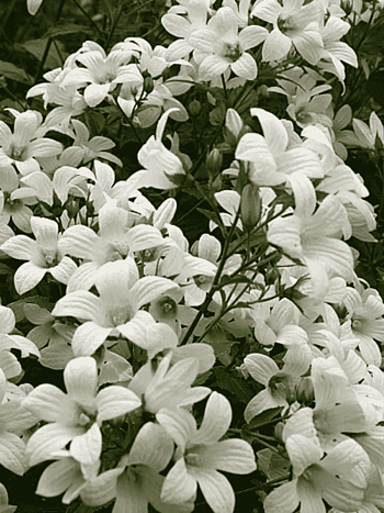 Колокольчик молочноцветковый Accendon Pearl