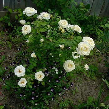 Роза канадская парковая Каква