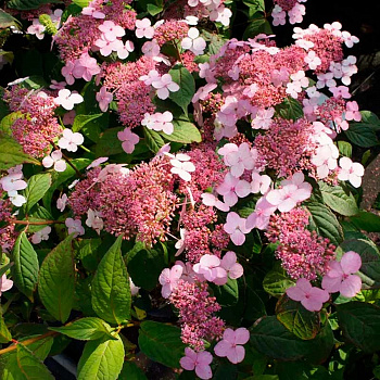 Гортензия пильчатая Амача (гортензия чайная) Гортензия пильчатая Амача (гортензия чайная)