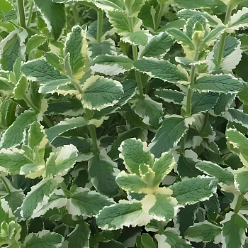 Мята душистая Variegata 