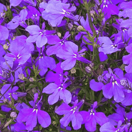 Лобелия эринус Crystal Palace