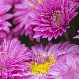 Хризантема Юность