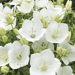 Колокольчик  карпатский Rapido White