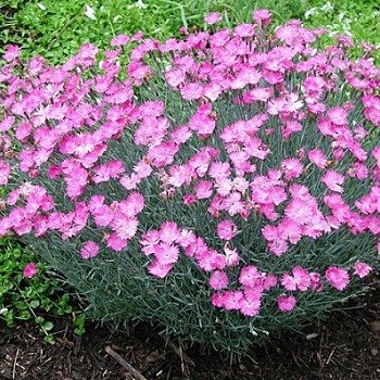 Гвоздика серовато-голубая Фрости Файр