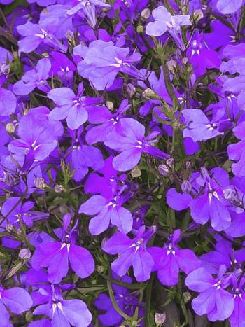 Лобелия эринус Crystal Palace