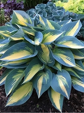 Хоста Magic Island