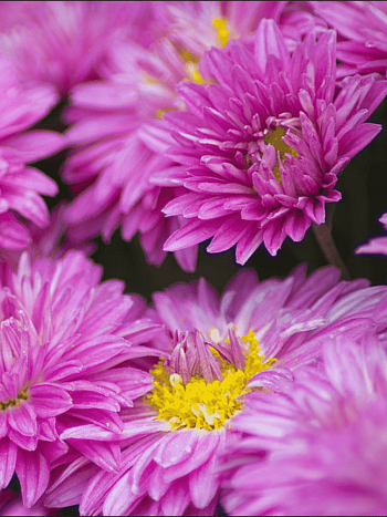 Хризантема Юность