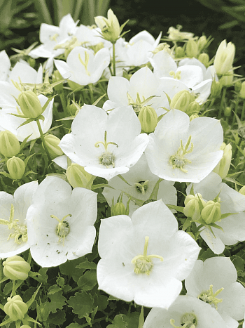 Колокольчик  карпатский Rapido White