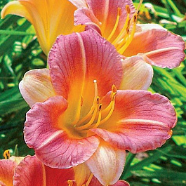 Лилейник гибридный Лонгфилдз Баттерфлай