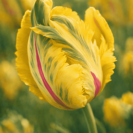 Тюльпан попугайный La Courtine Parrot