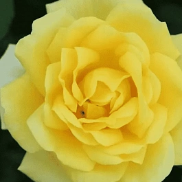 Роза чайно-гибридная Guy's Gold