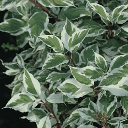 Дерен белый Sibirica Variegata