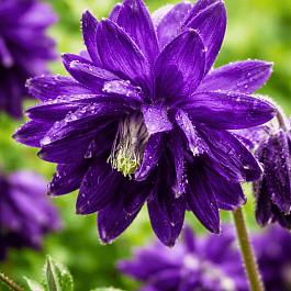 Аквилегия обыкновенная Barlow Blue