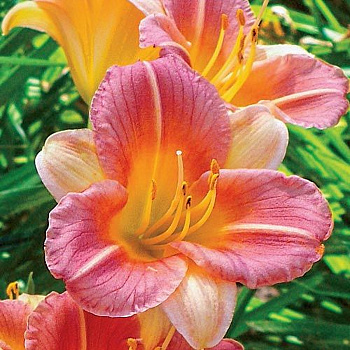 Лилейник гибридный Лонгфилдз Баттерфлай