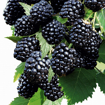 Ежевика Оушито