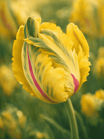 Тюльпан попугайный La Courtine Parrot