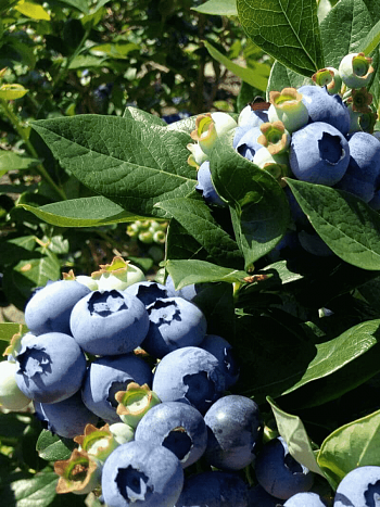 Голубика высокорослая Chandler