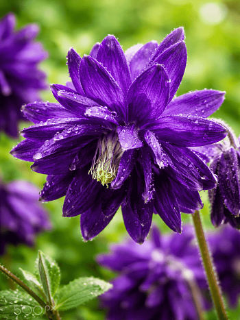 Аквилегия обыкновенная Barlow Blue