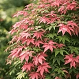 Клен веерный Beni-maiko