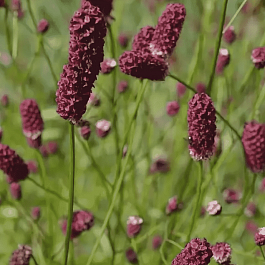 Кровохлебка лекарственная Red Sunset