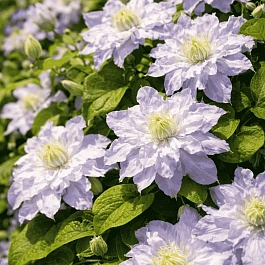 Клематис Veronica's choice