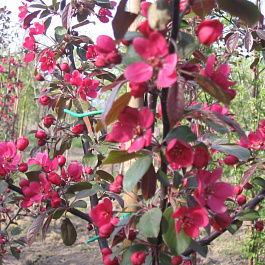 Яблоня декоративная Скарлет Яблоня декоративная Скарлет