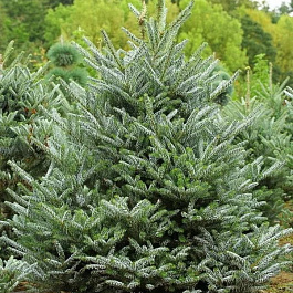 Пихта корейская Сильберлок Пихта корейская Сильберлок