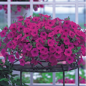 Петуния ампельная Опера Парпл