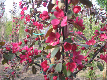 Яблоня декоративная Скарлет