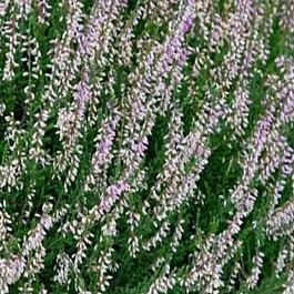 Вереск обыкновенный Hollandia